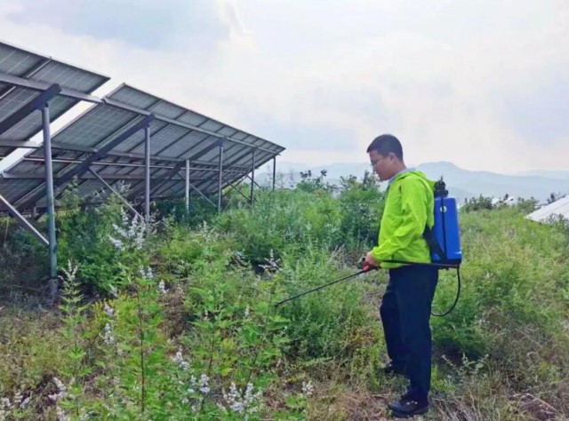 科学清除光伏杂草，消除火灾隐患